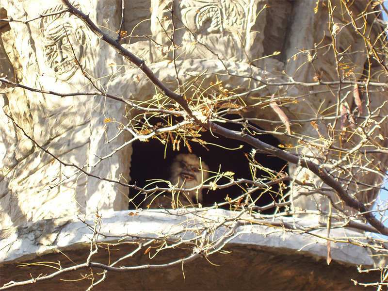 Creature peering down from the west tower in 2005. Photo: B. Miskin