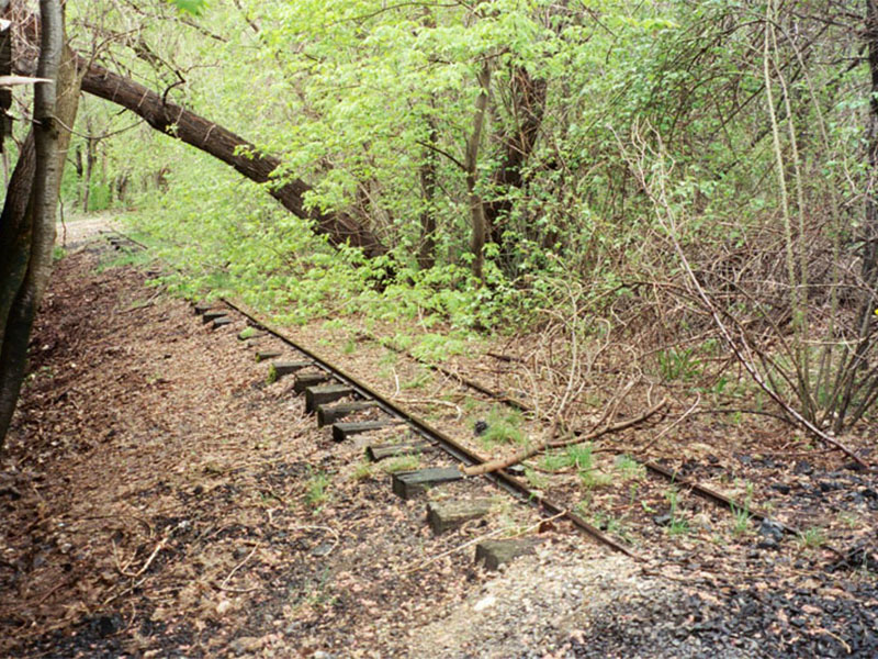 Overgrown tracks between Pioneer Pavilion and Farmington Creek. Photo: B. Miskin